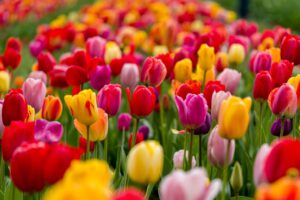 Colorful tulips