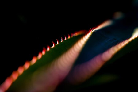 This is not an animal, but only a leaf of an Agave with her typical serrated margins located in a botanic garden in Madeira, Portugal.