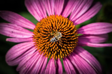 Seen in the fantastic Garden Trauttmansdorff, Merano, South Tyrol, Italy