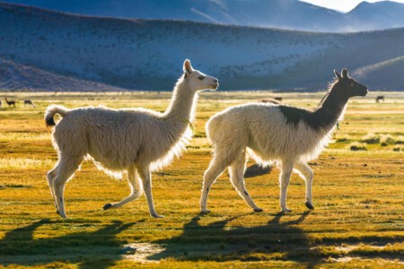 The Altiplano or Andean Plateau, in west-central South America, is the area where the Andes are the widest. It is the most extensive area of high plateau on Earth outside Tibet. The bulk of the Altiplano lies in Bolivia, but its northern parts lie in Peru, and its southern parts lie in Chile and Argentina. Major economic activities in the Altiplano include mining, llama and vicuna herding.