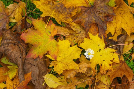 The last Marguerite and then summer is over.