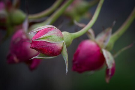 Rose buds are preparing for spring